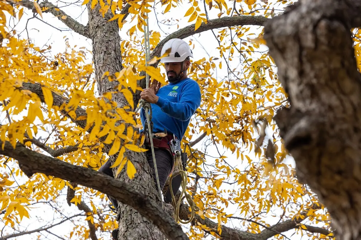 Skilled Tree Transplanting crew working in Addis